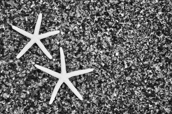 Hawaii, Kauai Starfish skeletons at Glass Beach